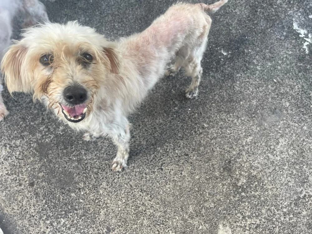 FELICIA, female 3yo Poodle for adoption at Jean Leriche), Moree