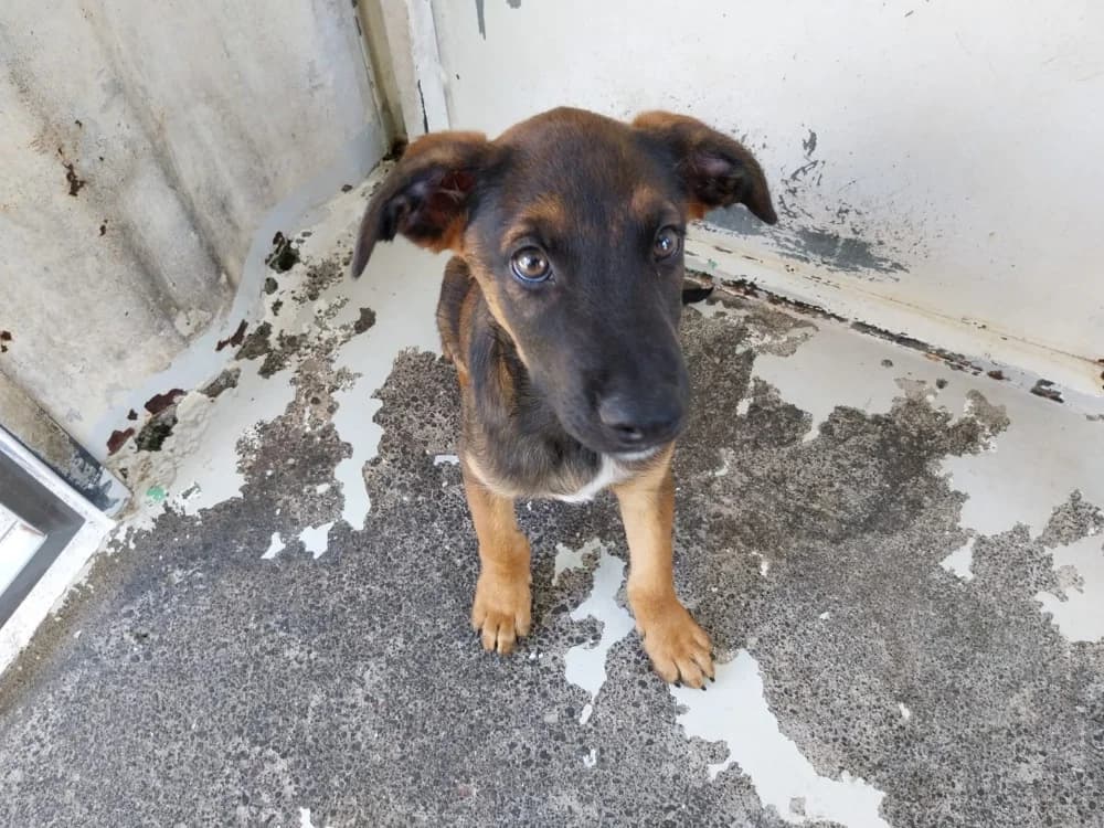 ASTON, male Mixed Breed for adoption at Jean Leriche), Moree