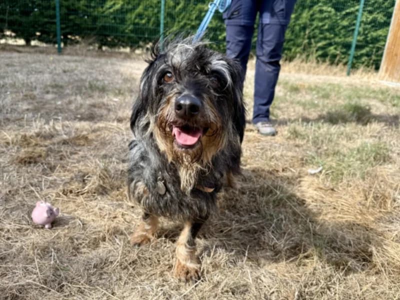 KHAYA, female senior Dachshund for adoption at Jean Leriche), Moree
