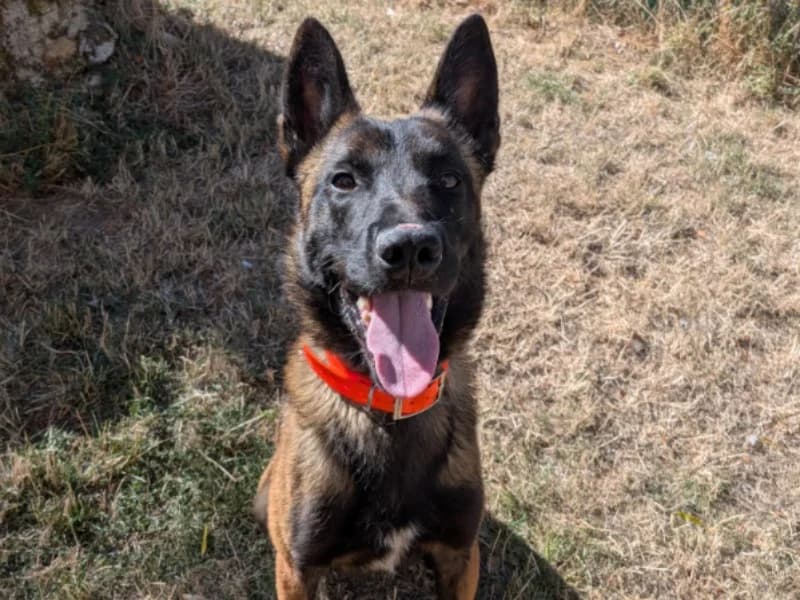 QINGDAO, male Belgian Malinois for adoption at Jean Leriche), Moree