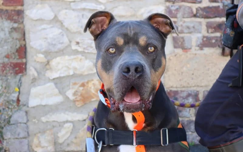 SULLY, male 5yo American Bully for adoption at Jean Leriche), Moree