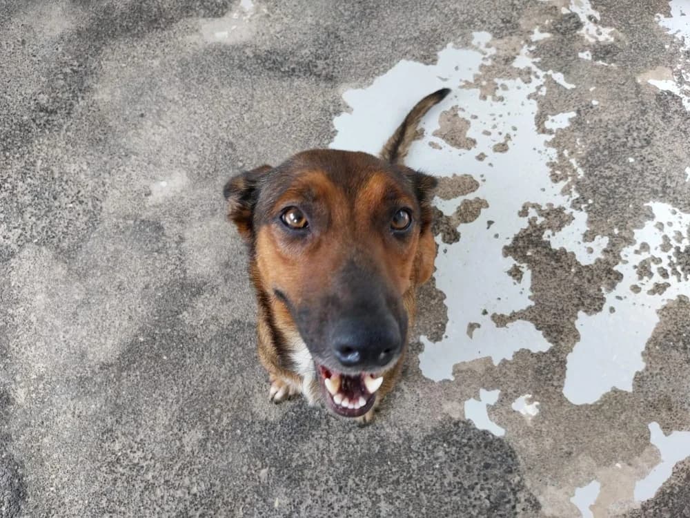 PHILIPPINE, female 4yo Mixed Breed for adoption at Jean Leriche), Moree