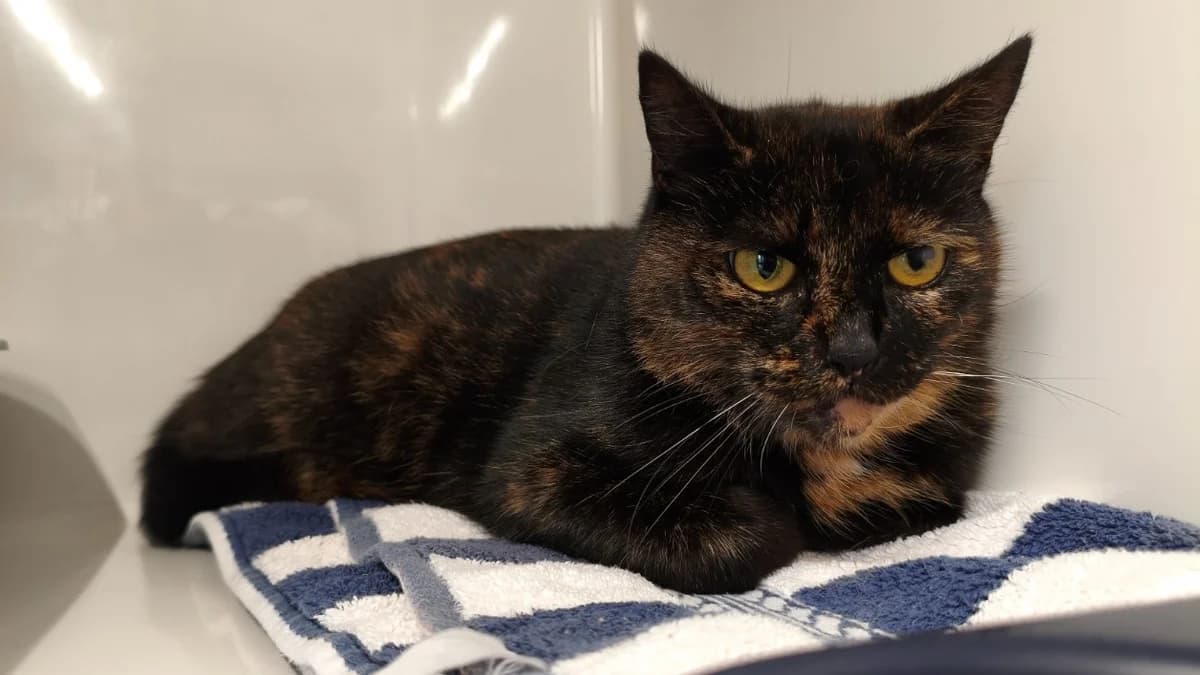 OSIRIS, female senior Mixed Breed for adoption at Jean Leriche), Moree