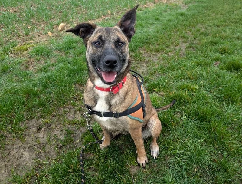 TESSY, female 4yo Belgian Malinois for adoption at Jean Leriche), Moree