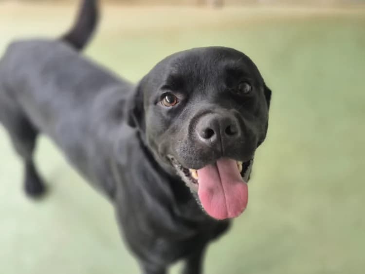 CHADOWS, male young Mixed Breed for adoption at Jean Leriche), Moree