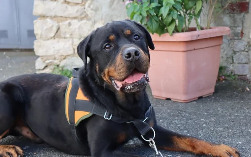O'TEMPO, male 7yo Rottweiler for adoption at Jean Leriche), Moree