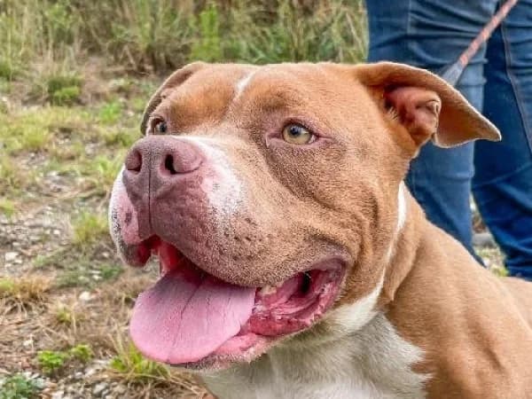 BELLA, Mixed Breed for adoption at SPA de Mulhouse, Mulhouse