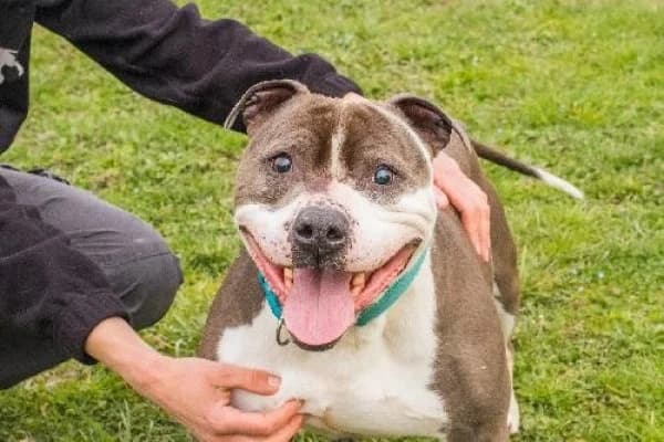 JAÏ, Mixed Breed for adoption at SPA de Mulhouse, Mulhouse