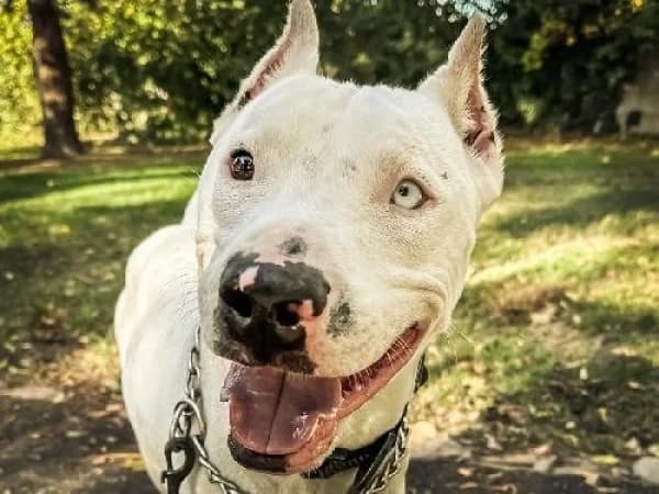 CESAR, Mixed Breed for adoption at SPA de Mulhouse, Mulhouse