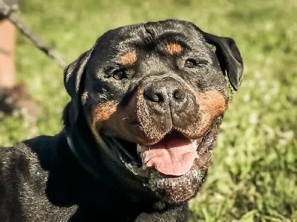 SAIKO, Mixed Breed for adoption at SPA de Mulhouse, Mulhouse