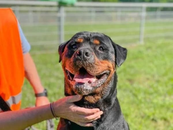 SAIKO, Mixed Breed for adoption at SPA de Mulhouse, Mulhouse