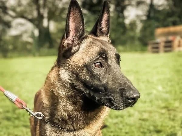 ROKKY, Mixed Breed for adoption at SPA de Mulhouse, Mulhouse