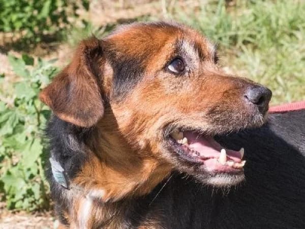 DUNDEE, Mixed Breed for adoption at SPA de Mulhouse, Mulhouse