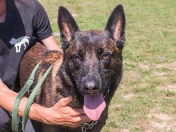 MAX, Mixed Breed for adoption at SPA de Mulhouse, Mulhouse