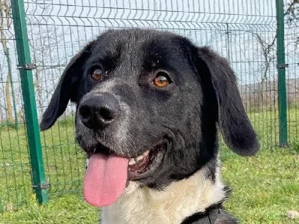 MARLOW, Mixed Breed for adoption at SPA de Mulhouse, Mulhouse