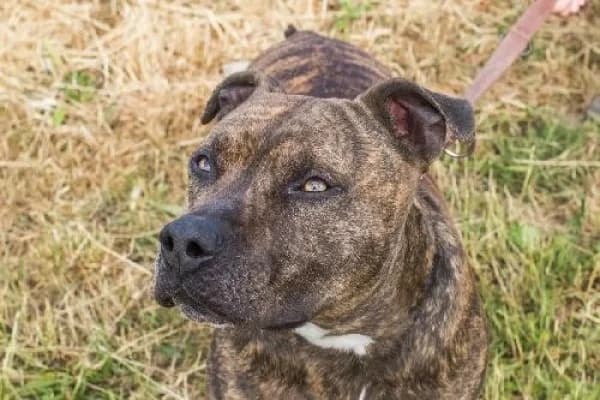 ZIPPO, Mixed Breed for adoption at SPA de Mulhouse, Mulhouse