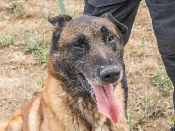PHALCO, Mixed Breed for adoption at SPA de Mulhouse, Mulhouse