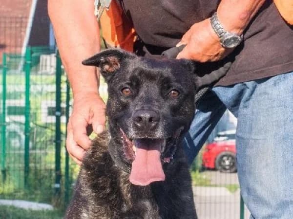 BALOO, Mixed Breed for adoption at SPA de Mulhouse, Mulhouse