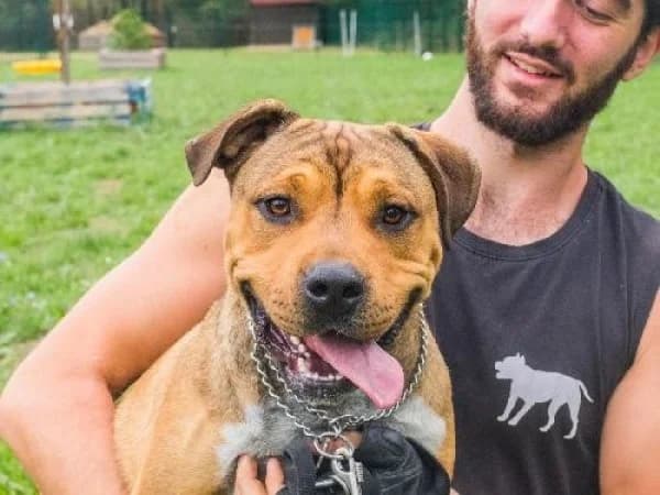 PACHA, Mixed Breed for adoption at SPA de Mulhouse, Mulhouse