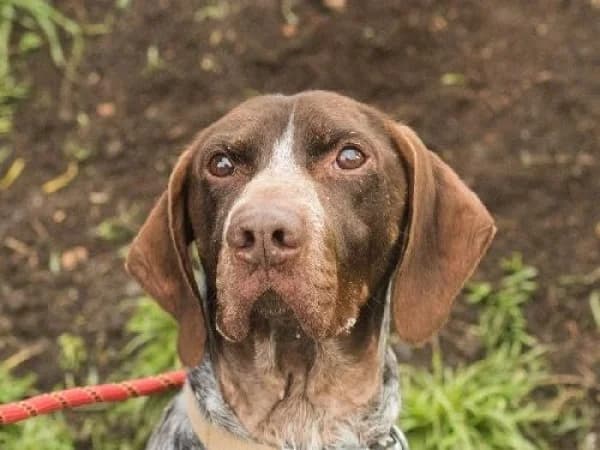MOUSTIK, Mixed Breed for adoption at SPA de Mulhouse, Mulhouse