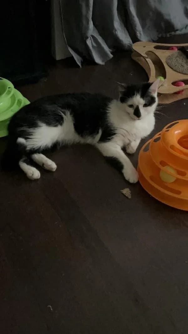 PERLE, Mixed Breed for adoption at SPA de Mulhouse, Mulhouse