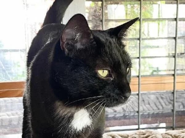 CAPUCINE, Mixed Breed for adoption at SPA de Mulhouse, Mulhouse