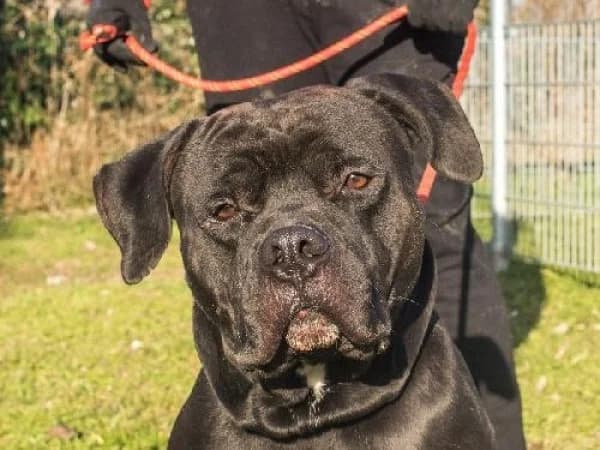 TYSON, Mixed Breed for adoption at SPA de Mulhouse, Mulhouse