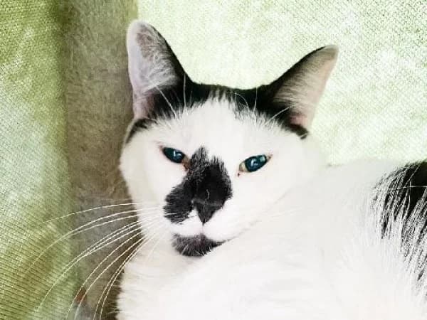 CHIPIE, Mixed Breed for adoption at SPA de Mulhouse, Mulhouse