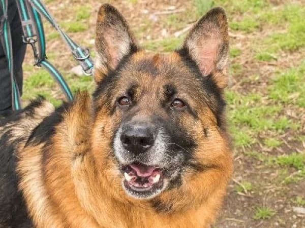 PATCHI, Mixed Breed for adoption at SPA de Mulhouse, Mulhouse