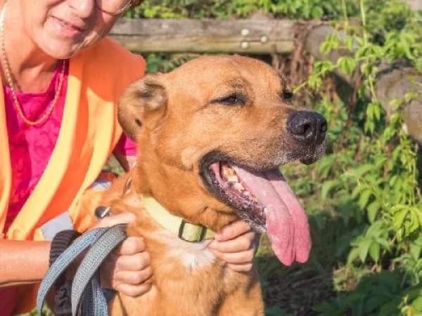 BULDO, Mixed Breed for adoption at SPA de Mulhouse, Mulhouse