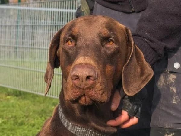 TANGO, Mixed Breed for adoption at SPA de Mulhouse, Mulhouse