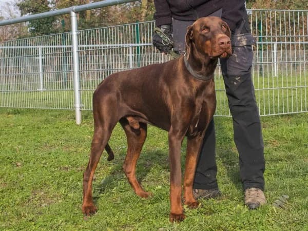 TANGO, Mixed Breed for adoption at SPA de Mulhouse, Mulhouse