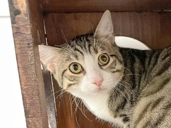 SCOOBY-DOO, Mixed Breed for adoption at SPA de Mulhouse, Mulhouse