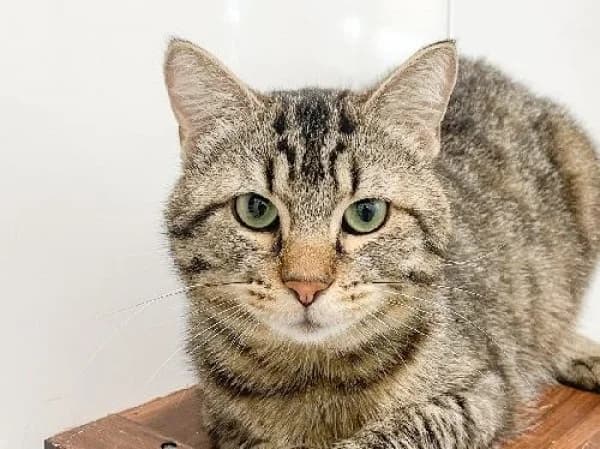 PEPITO, Mixed Breed for adoption at SPA de Mulhouse, Mulhouse