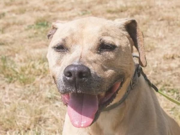 TAIKO, Mixed Breed for adoption at SPA de Mulhouse, Mulhouse