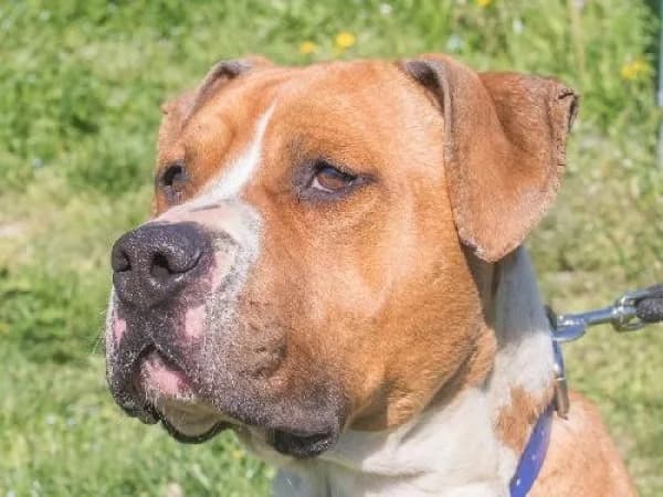 TYSON DIT TIMON, Mixed Breed for adoption at SPA de Mulhouse, Mulhouse