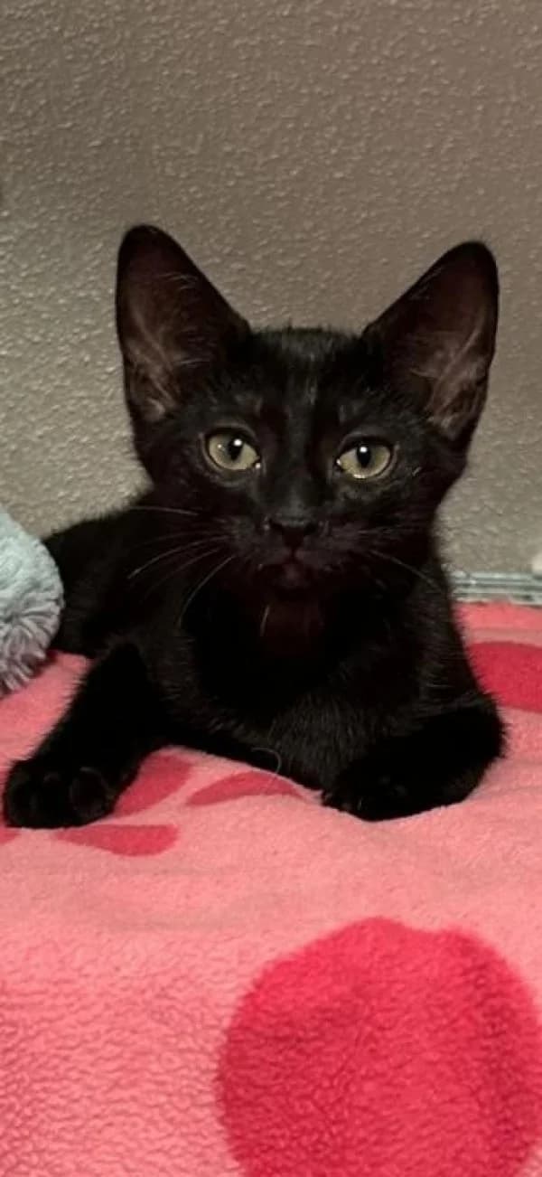 BALI, Mixed Breed for adoption at SPA de Mulhouse, Mulhouse