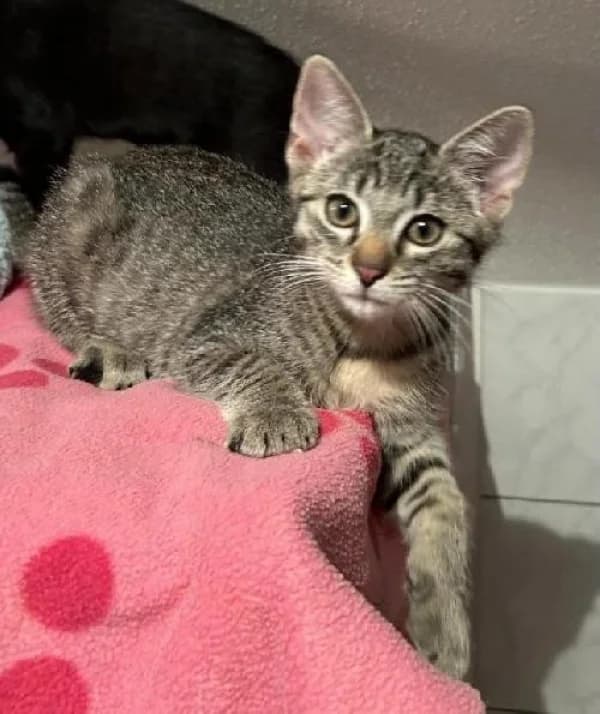 BALOO, Mixed Breed for adoption at SPA de Mulhouse, Mulhouse