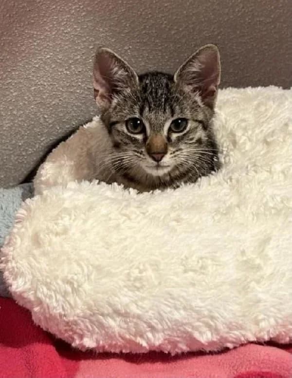 BARI, Mixed Breed for adoption at SPA de Mulhouse, Mulhouse