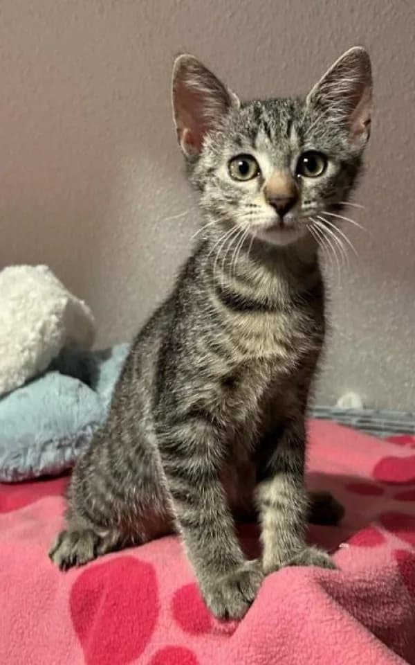 BASILE, Mixed Breed for adoption at SPA de Mulhouse, Mulhouse