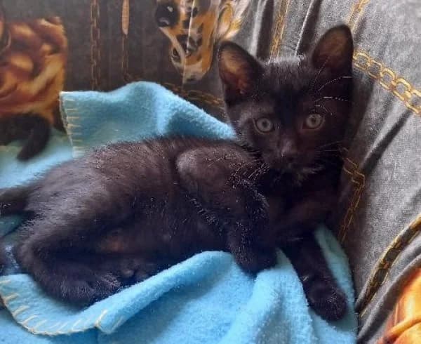 DRACULA, Mixed Breed for adoption at SPA de Mulhouse, Mulhouse