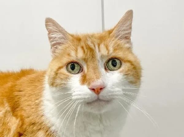 NOISETTE, Mixed Breed for adoption at SPA de Mulhouse, Mulhouse