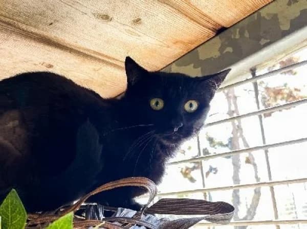 EBENE, Mixed Breed for adoption at SPA de Mulhouse, Mulhouse