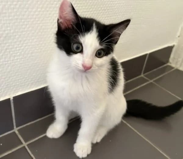 BIBOU, Mixed Breed for adoption at SPA de Mulhouse, Mulhouse