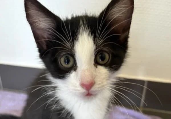 DOMINO, Mixed Breed for adoption at SPA de Mulhouse, Mulhouse