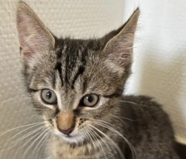 TIGROU, Mixed Breed for adoption at SPA de Mulhouse, Mulhouse