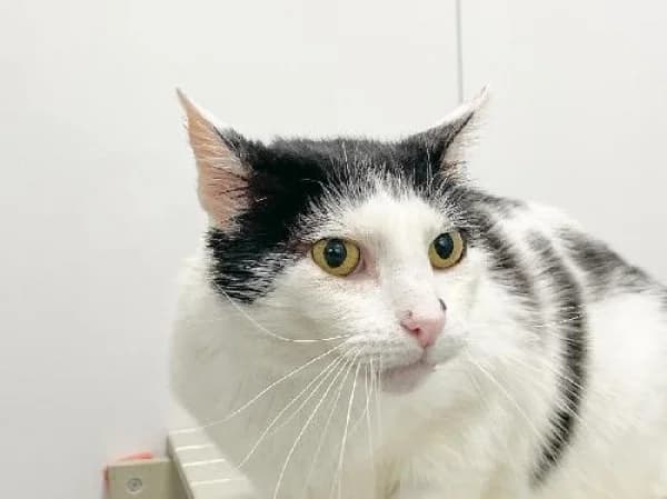 ROMEO, Mixed Breed for adoption at SPA de Mulhouse, Mulhouse