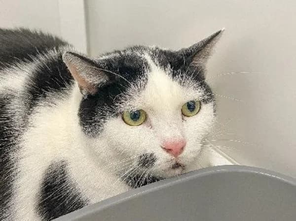 PAPUCH, Mixed Breed for adoption at SPA de Mulhouse, Mulhouse