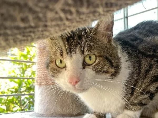DONALD, Mixed Breed for adoption at SPA de Mulhouse, Mulhouse