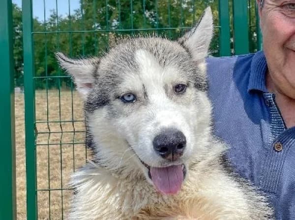 VENOM, Mixed Breed for adoption at SPA de Mulhouse, Mulhouse